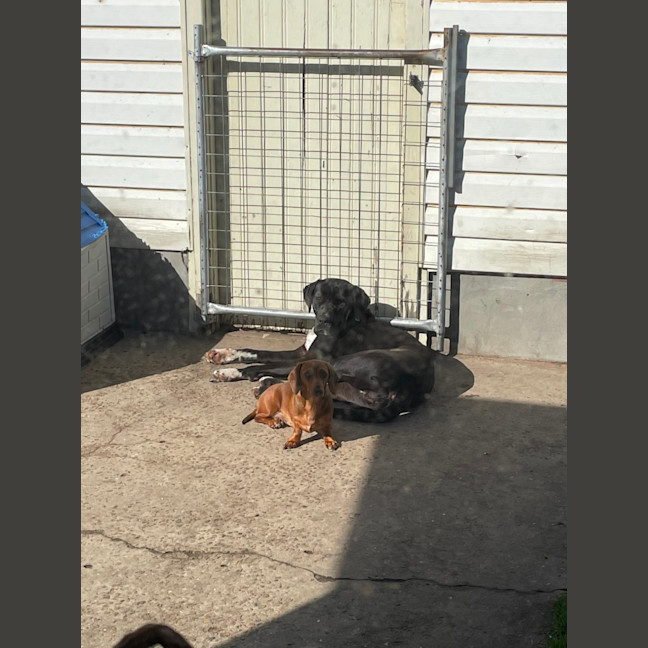Photo of Peppa   4 Year Old Great Dane X Mastiff