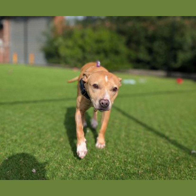 Photo of Lulu