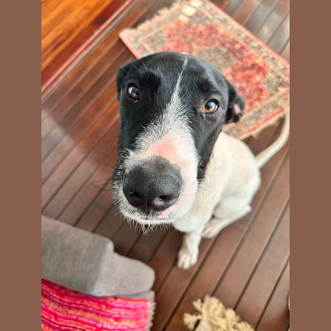Photo of Buster