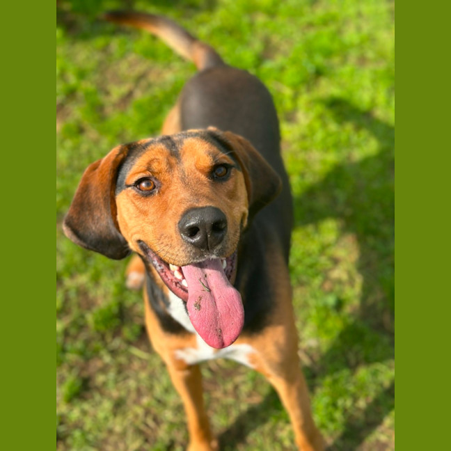Photo of Boxer