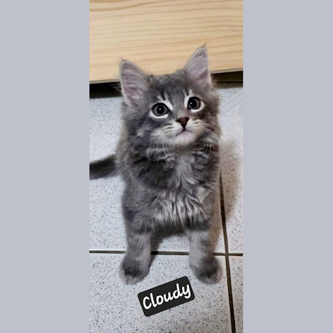 Photo of Cloudy