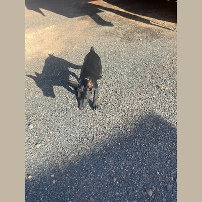 Photo of Felice (Astrid)