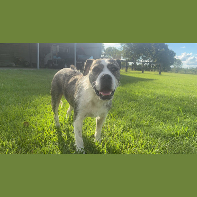 Photo of Lucy *$350 Adoption Fee*