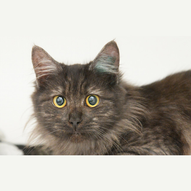 Photo of Kit Kat