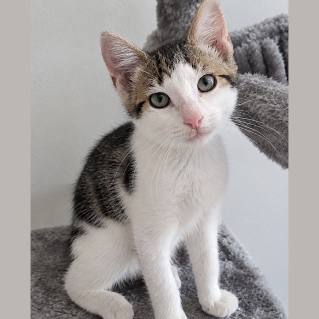 Photo of Harvey