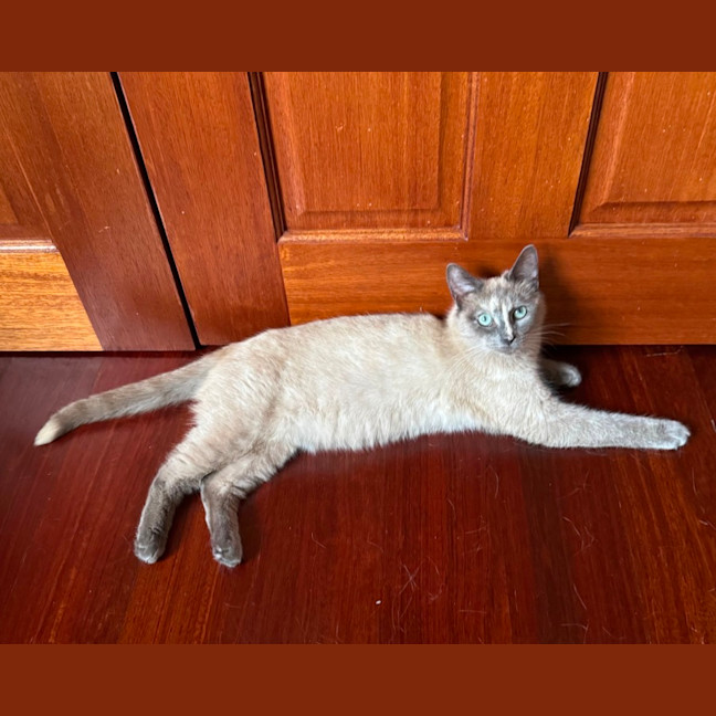 Photo of Bluebelle 