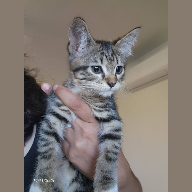 Photo of Deitri