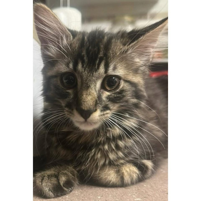 Photo of 12848   Alice