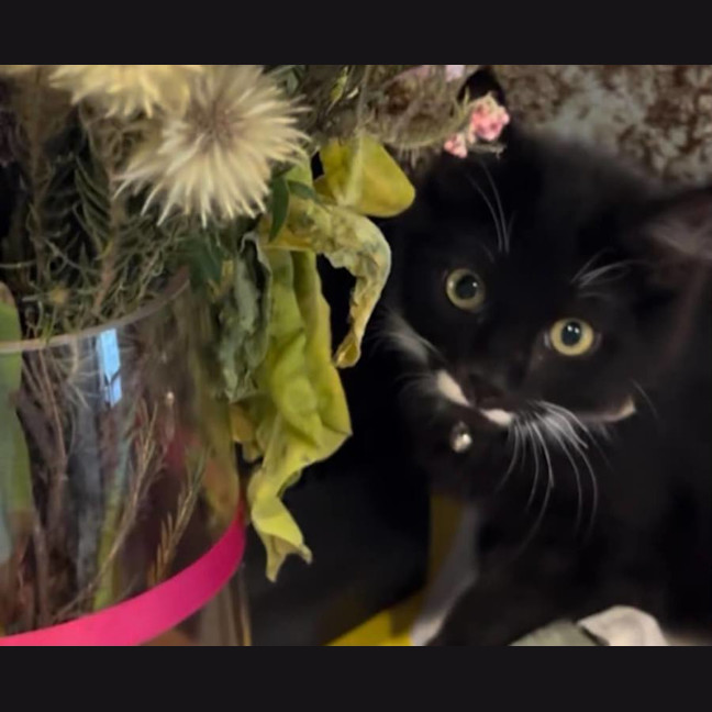 Photo of Charlie 