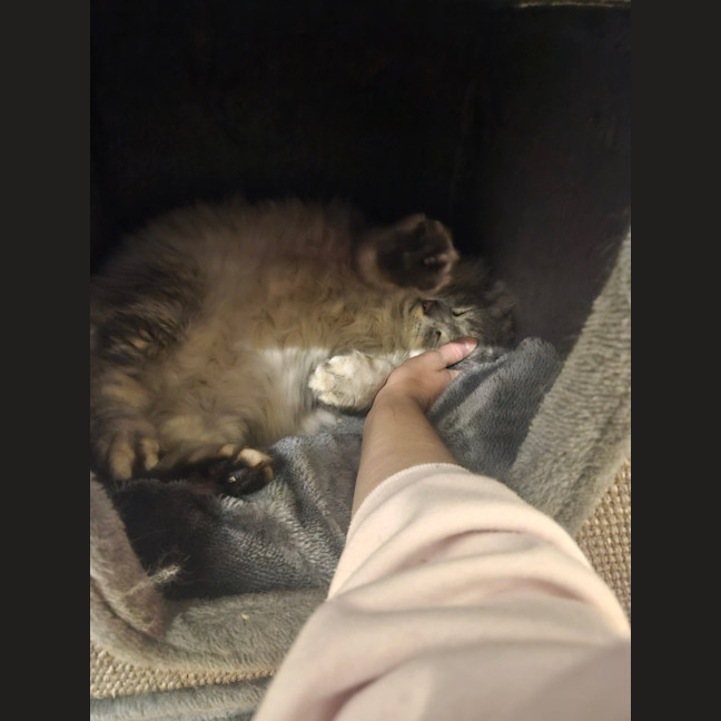 Photo of Floofy