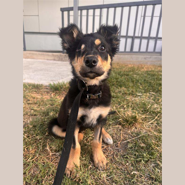 Photo of Pixie