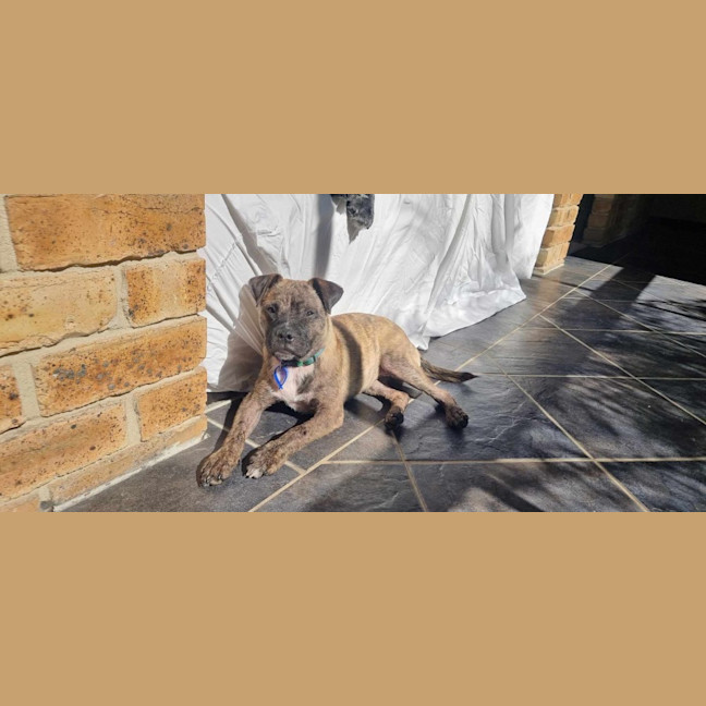 Photo of Diego   3 Month Old Staffy X Pug (Trial