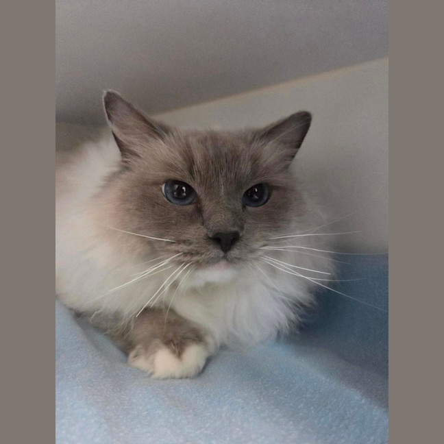 Photo of Persephone