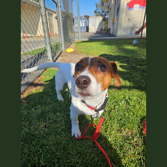 Photo of Patch