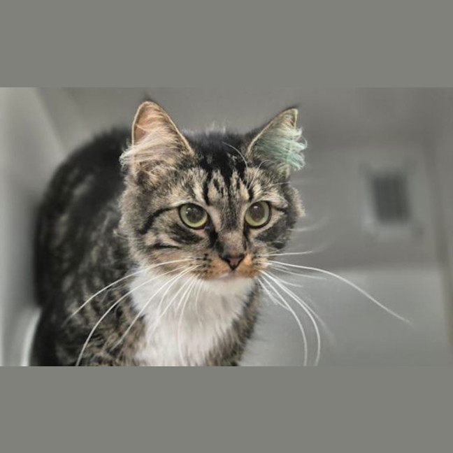 Photo of Rosie