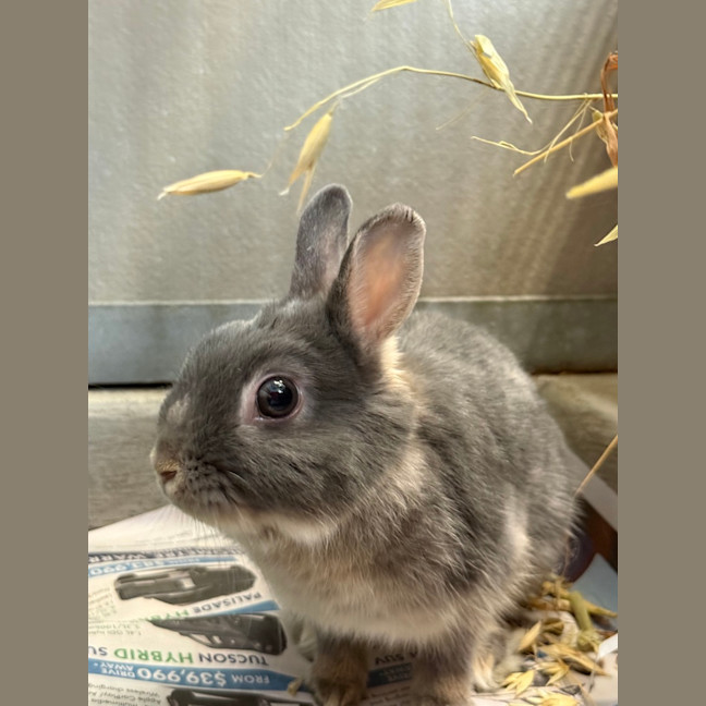 Photo of Stormy