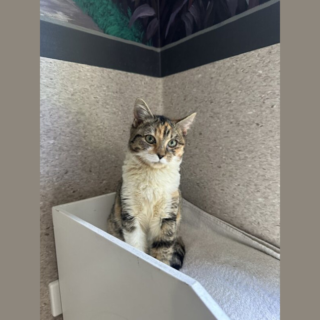 Photo of Kit