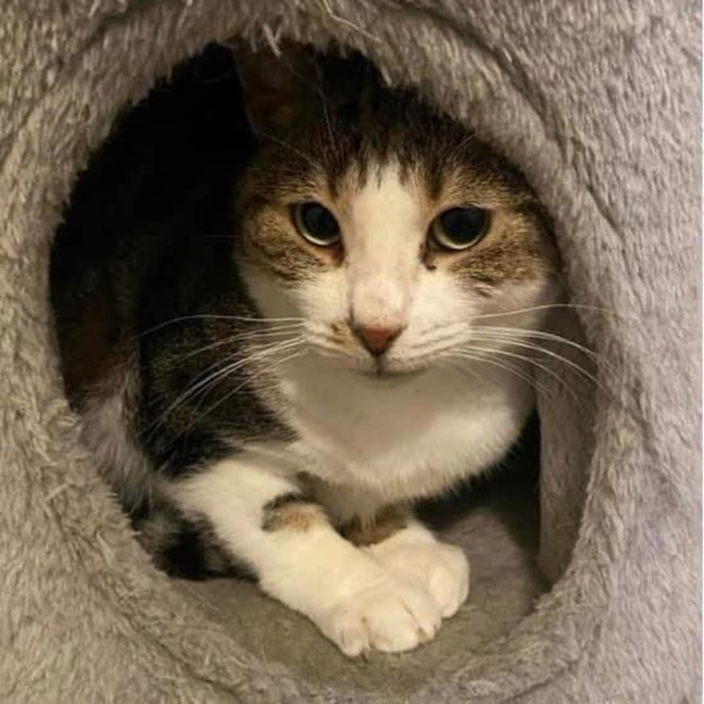 Photo of 8317   Beatrix