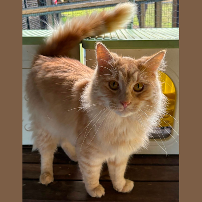 Photo of Citrine
