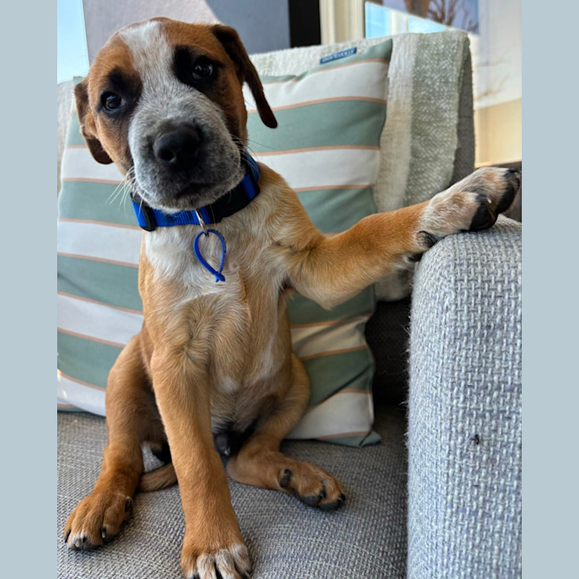 Photo of Oscar   10 Week Old Cattle Dog X Mastiff (Trial)