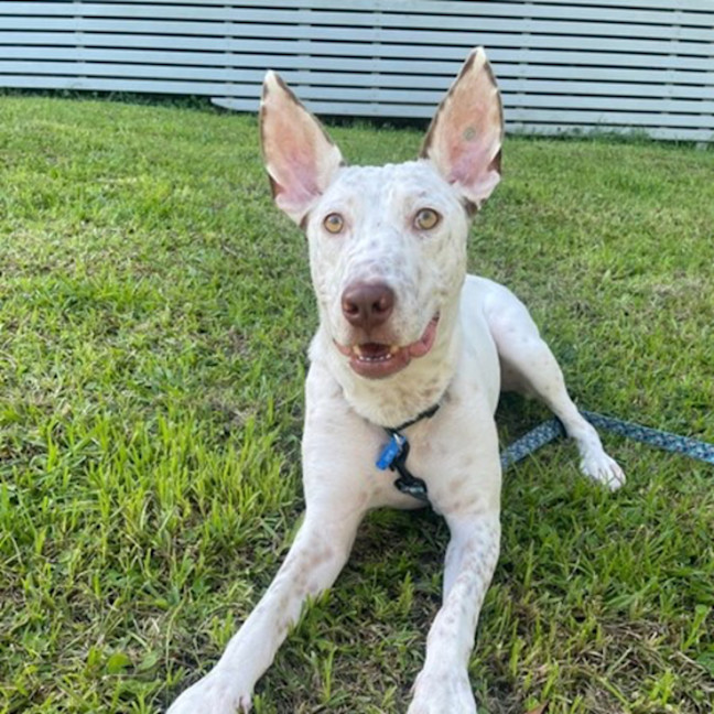 Photo of Casper