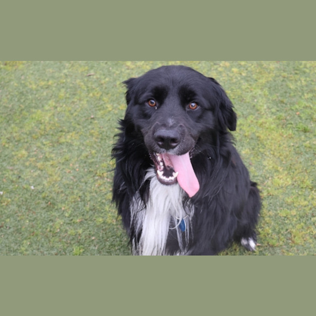 Photo of Beau