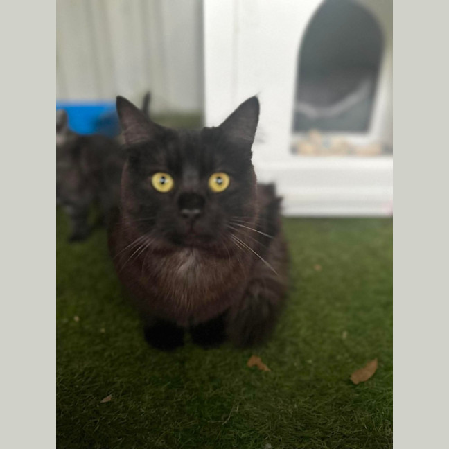 Photo of Smudge