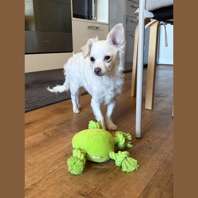 Photo of Tofu 