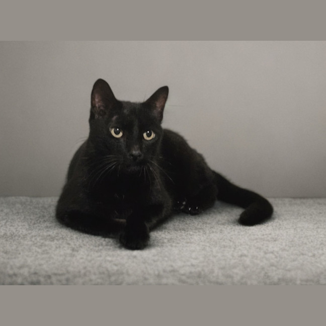 Photo of Atlas