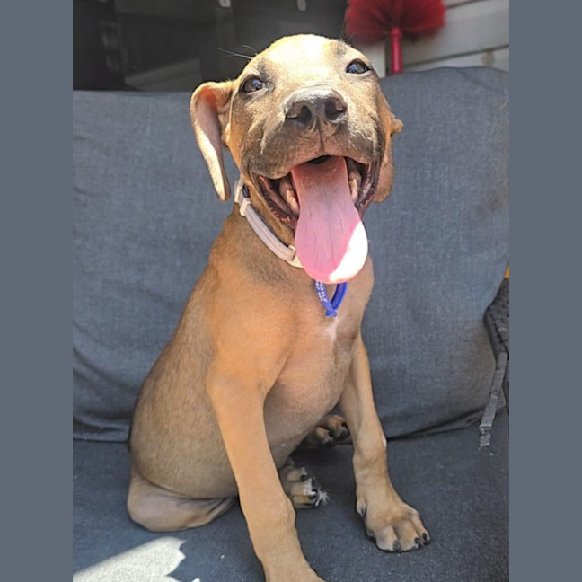 Photo of Theodore   16 Week Old Mixed Breed (Trial)