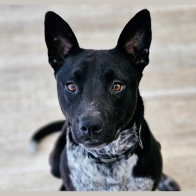 Photo of Dex