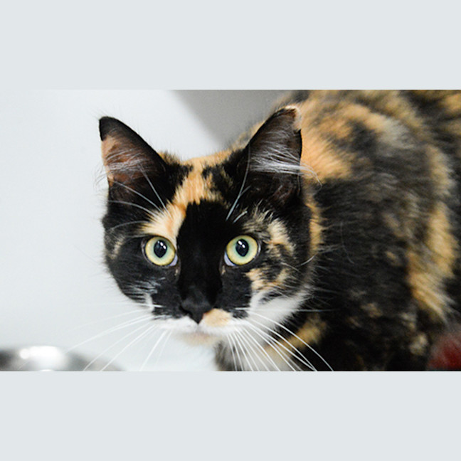 Photo of Mocha