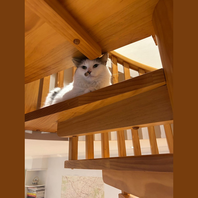 Photo of Archie