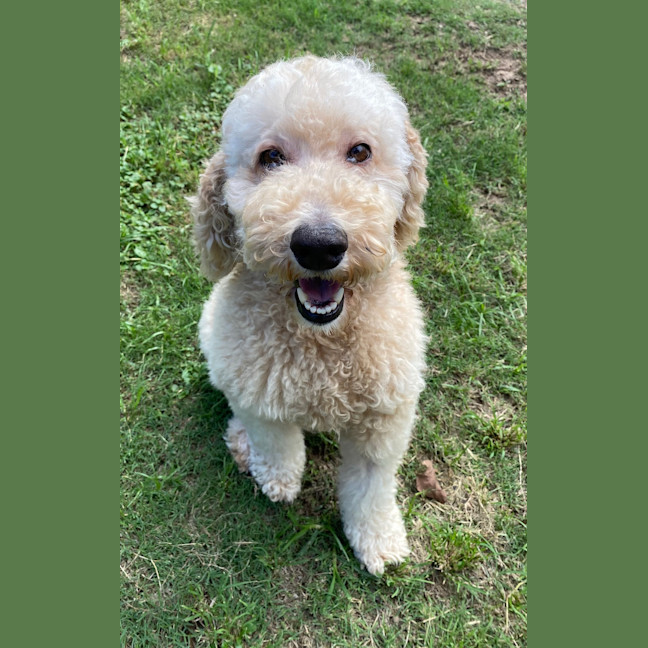 Photo of Maple