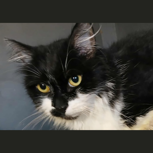 Photo of Valentine *9 Lives Project Rescue*