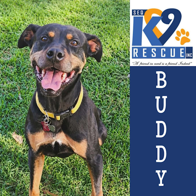 Photo of Buddy