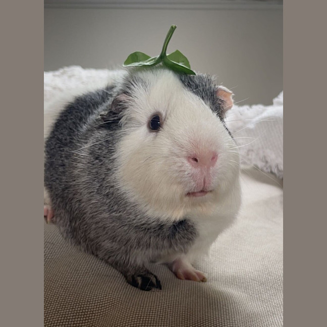 Photo of Herbert