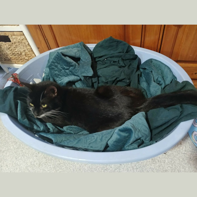 Photo of Sasha *9 Lives Project Rescue*