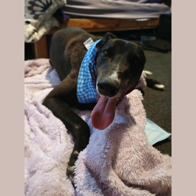 Photo of Alfie, The Greyhound