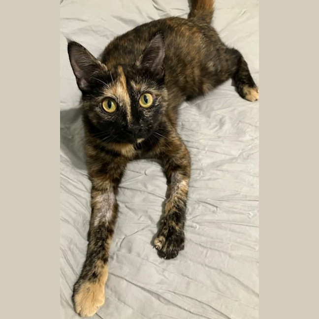 Photo of Fittonia ** 2nd Chance Cat Rescue**