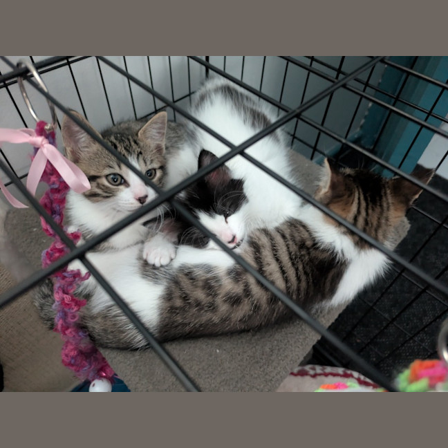 Photo of Speed Snail