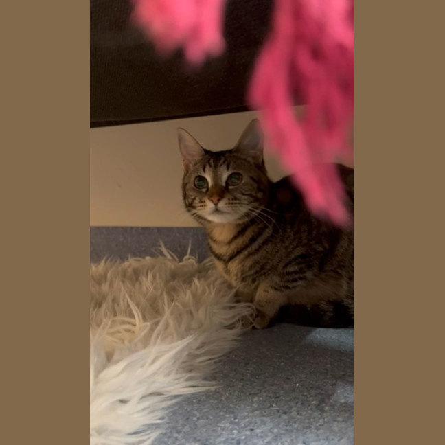 Photo of Honey