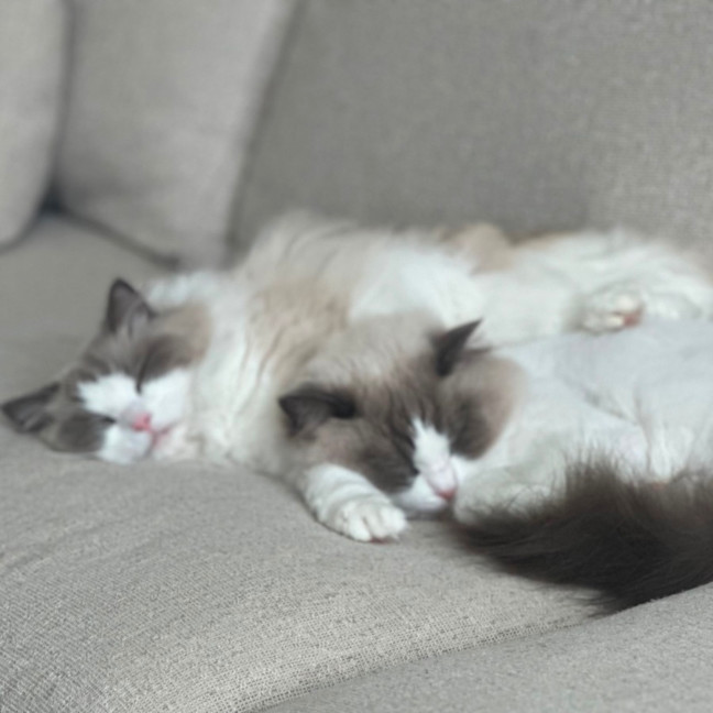Photo of Peaches 🍑   Assisted Rehome