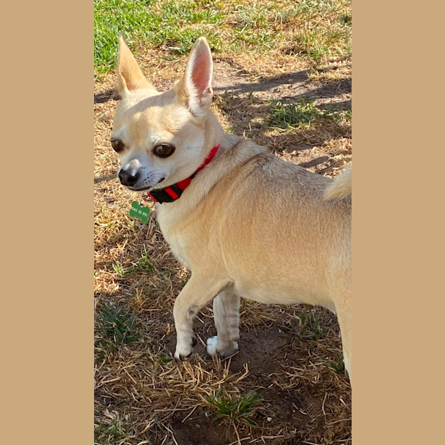 Photo of Taco