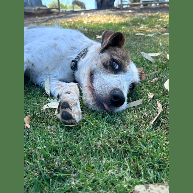 Photo of Nova