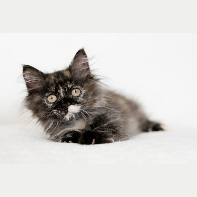 Photo of Tonks