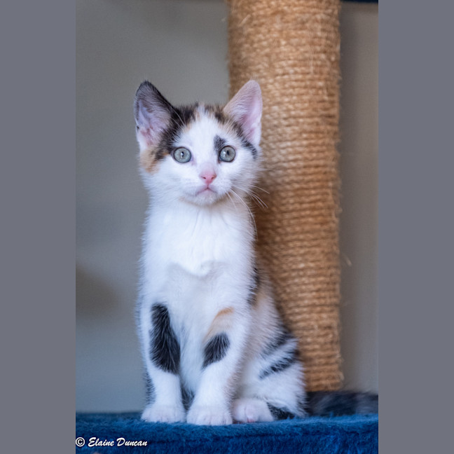 Photo of Maple