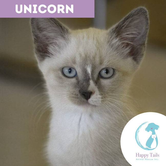 Photo of Unicorn