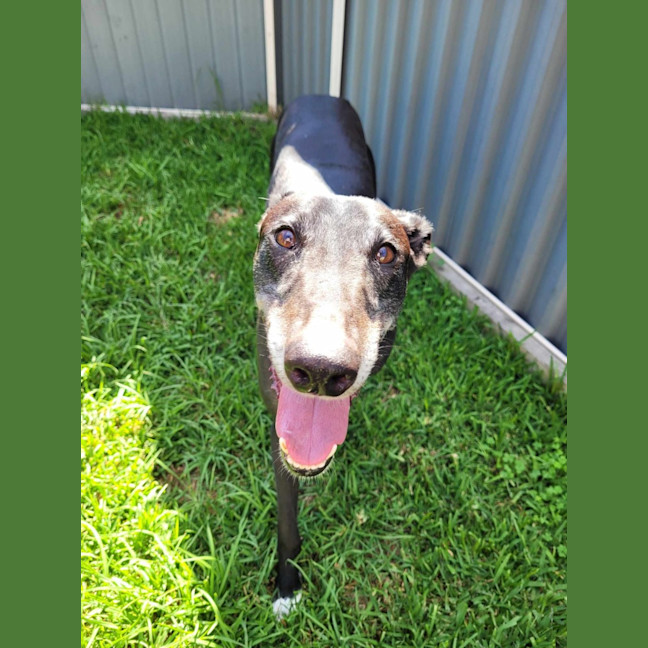 Photo of Flash, The Greyhound