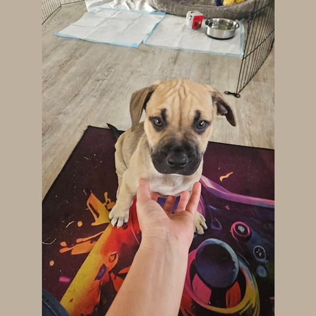 Photo of Driftwood Dozer